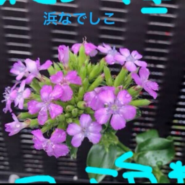 浜撫子 抜き苗2本→3本