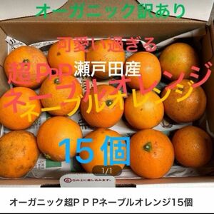 可愛いいネーブルオレンジ15個瀬戸内海の島育ちみかん