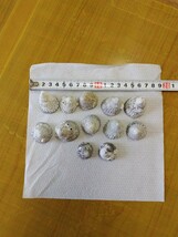 ヤドカリ貝殻　12個 オカヤドカリ　アクアリウム　置物　_画像3