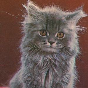 猫(26) A15◆ビンテージポストカード フランス ドイツ ベルギー イタリア イギリス ネコ ねこ 子猫 外国絵葉書