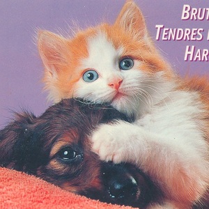 猫(15) A15◆ビンテージポストカード フランス ドイツ ベルギー イタリア イギリス ネコ ねこ 子猫 犬 外国絵葉書