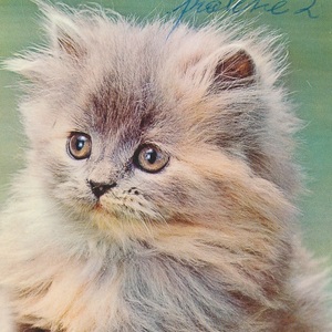 猫(2) A15◆ビンテージポストカード フランス ドイツ ベルギー イタリア イギリス ネコ ねこ 子猫 外国絵葉書
