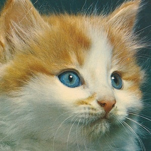 猫(14) A15◆ビンテージポストカード フランス ドイツ ベルギー イタリア イギリス ネコ ねこ 子猫 外国絵葉書
