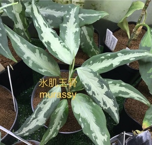 ネームド株　Aglaonema pictum "氷肌玉骨"【LA0816-03j】