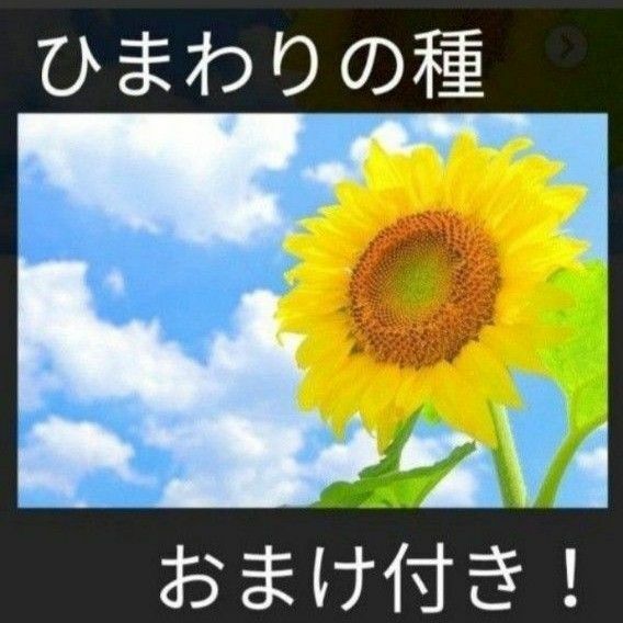 おまけ付き！ひまわりの種とおまけでマリーゴールド、キンセンカの種付けます！