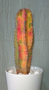 雷神閣錦 ポラスキア 斑入り柱サボテン 黄~橙~赤の極レア3色斑 Polaskia chichipe