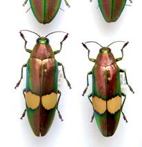 標本　キオビルリタマムシ Chrysochroa saundersi ペア 57mm・50mm THAILAND 産 WD_画像1