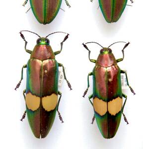 標本　キオビルリタマムシ Chrysochroa saundersi ペア 57mm・50mm THAILAND 産 WD