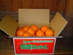 愛媛産●宮内伊予柑●L以上・８㎏●生産者直送