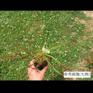 食虫植物　モウセンゴケ　直径40㎝になるDrosera capensis all redとサラセニア実生苗1年目(フラワーレッド×カテスベイ　ドイ#1)