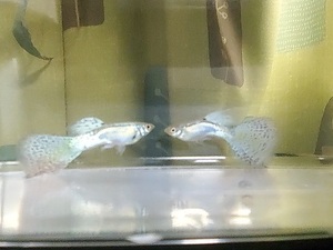 送料750円～スワロー系～国産ブルーグラスグッピー　稚魚15匹+オマケ　自家繁殖　