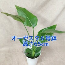 観葉植物サンスベリア7号鉢、オーガスタ６号鉢 サンスベリア 【全国送料無料】_画像6