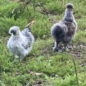 烏骨鶏(アメリカンシルキー）の有精卵10個 【食用】 送料税込2600円 産卵3日以内 平飼い 広島米、広島牡蠣ガラを食べて育ちました の画像1