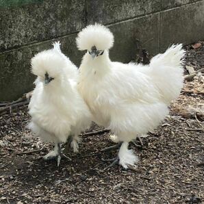 白烏骨鶏の有精卵（もこもこ） 10個 【食用】送料税込2600円 平飼い 広島米、広島牡蠣ガラを食べて育ちました 産卵３日以内の画像6