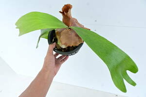 P.hillii × P.bifurucatum spored @bikamori.com staghorn fern 