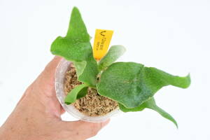 P.Ginka spored⑥ @bikamori.com silver ka staghorn fern 