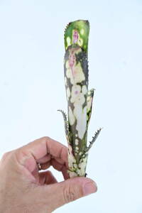 Billbergia 'Bravo' @bikamori.com ビルベルギア ブラヴォー