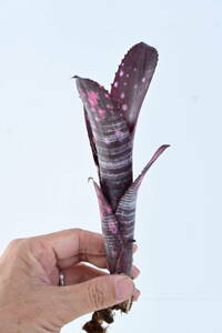 Billbergia 'Smokestack'② @bikamori.com ビルベルギア スモークスタック