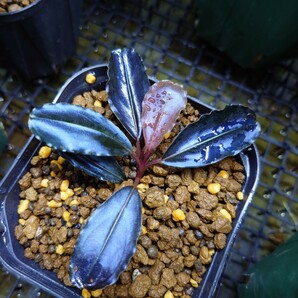 Bucephalandra sp. Blue Melon ブセファランドラ ブルーメロン 水上株の画像7