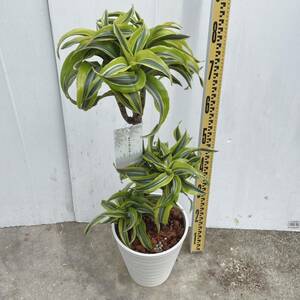  dracaena lemon sa prize 8 number pra cotter pot saucer attaching large large stock rare goods kind rare Tornado . entering kind 02