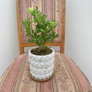 シェフレラ　トライアンギュラリス　陶器鉢受け皿付き　テーブルサイズ　盆栽風　ホワイト