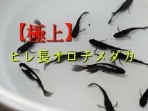 ヒレ長オロチメダカの有精卵20個＋α　スーパーブラック ブラックダイヤ 松井ヒレ長 ロングフィン サタン オロチ メダカ めだか_画像1