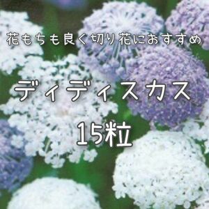 【ディディスカスのタネ】15粒 種子 種 ブルーレースフラワー 切り花にも 花