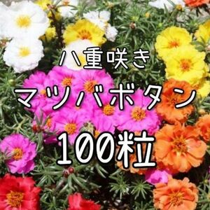 【松葉牡丹のタネ】100粒 種子 種 マツバボタン 花 花壇