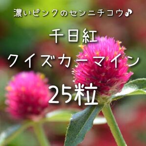 【クイズカーマインのタネ】25粒 種子 種 センニチコウ 千日紅 切り花にも