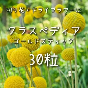 【クラスペディアのタネ】30粒 種子 種 ゴールドスティック 切り花にも