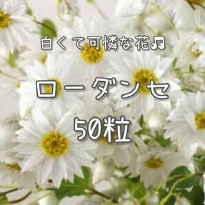 【ローダンセのタネ】50粒 種子 種 切り花やドライフラワーにも 姫貝細工 花