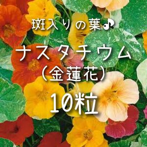 【ナスタチュームのタネ】10粒 種子 種 ナスタチウム 金蓮花 花 ハーブ