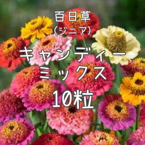 【キャンディーミックスのタネ】10粒 種子 種 ジニア 百日草 花 切り花にも