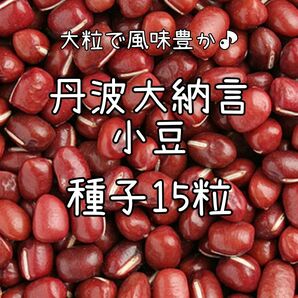 【丹波大納言小豆のタネ】15粒 種子 種 あずき アズキ 餡 家庭菜園 野菜