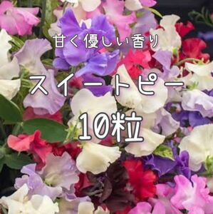 【スイートピーのタネ】10粒 種子 種 花 切り花にも 園芸