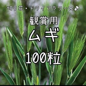 【観賞用ムギのタネ】100粒 種子 種 むぎ ムギ 切り花や生け花、ドライフラワーにも