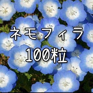 【ネモフィラのタネ】100粒 種子 種 花 花壇 園芸 インシグニスブルー
