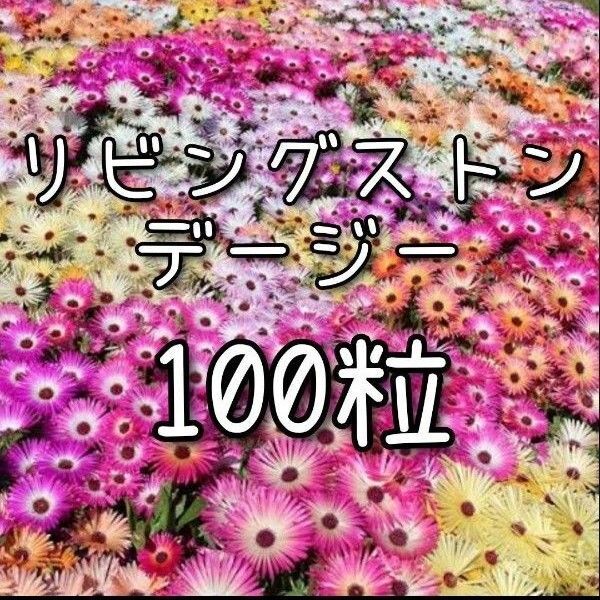 【リビングストンデージーの種】100粒 種子 種 花 園芸 花壇