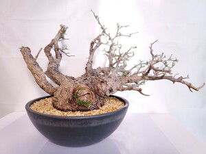 【発根済】オペルクリカリア パキプス 検〔コーデックス 塊根植物 マダガスカル 灌木 観葉植物 扁平 現地球 パキポディウム 〕