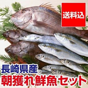 【全国有数の水産資源の宝庫】漁師応援価格　長崎県産　朝獲れ鮮魚セット　美味しい　魚を全国の食卓へ