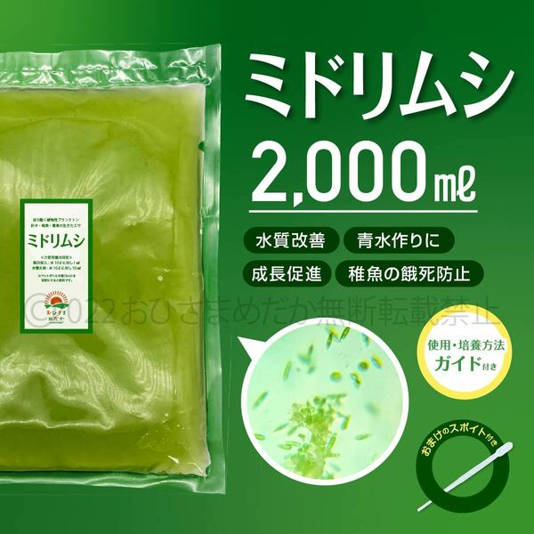 【ミドリムシ　種水　2000ml　送料無料】 めだか　メダカ　針子　エサ 稚魚 ベタ　psb　 金魚　ミジンコ　クロレラ　ゾウリムシ などに