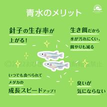 初心者からプロ【青水　グリーンウォーター　1800ml】メダカ　めだか卵　金魚　熱帯魚　ミジンコ　ゾウリムシ　ミドリムシ　PSB　どうぞ_画像2