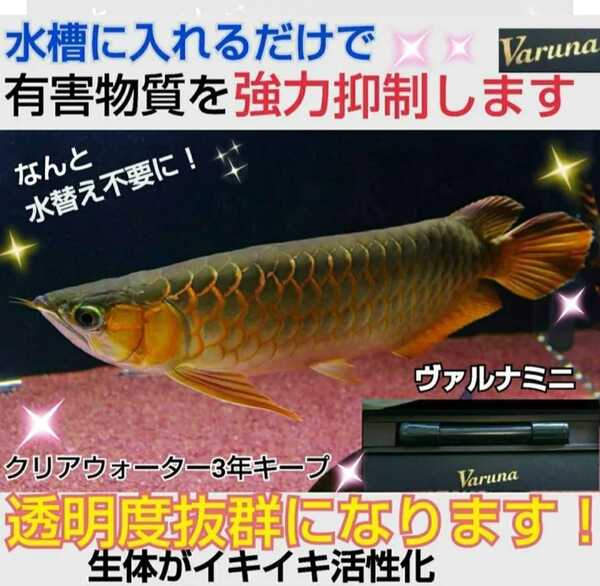 アロワナ飼育者絶賛!水槽の水が綺麗になる!【ヴァルナ15㎝】水替え不要で透明度抜群に☆有害物質や病原菌も強力抑制!魚が元気に長生き!