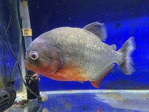 ピラニア ナッテリー 約24cm 性別不明　1匹 （ 熱帯魚 魚 さかな 淡水魚）