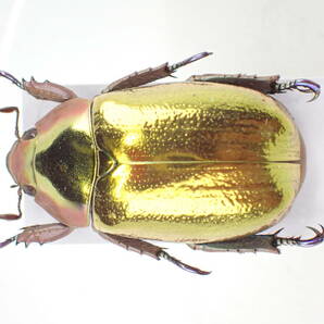 アウリガンス プラチナコガネ 美麗固体・金色系/ コスタリカ 産 の画像1