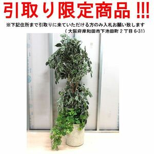 ■dn753■即決◇人工観葉植物 イミテーショングリーン 37584円相当 ※展示品【引取限定】【シンオク】【引取限定】