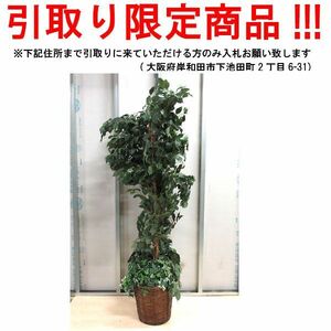 ■dn755■即決◇人工観葉植物 イミテーショングリーン 42984円相当 ※展示品【引取限定】【シンオク】【引取限定】