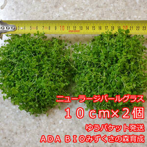 ニューラージパールグラス　１０ｃｍ×２個　ADA　水草　前景草　ゆうパケット発送