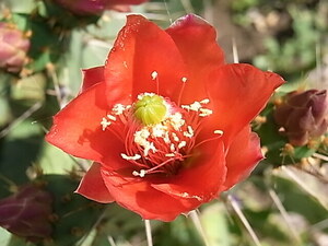 紅花団扇　ウチワサボテン　花サボテン　オプンチア　opuntia