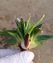 子株付き！アガベ 姫笹の雪 Agave victoriae reginae ビクトリアレジーナ　検索 チタノタ 華厳 パリー_画像6